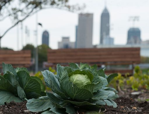 Urban Food Policies: research and cooper-action between North and South